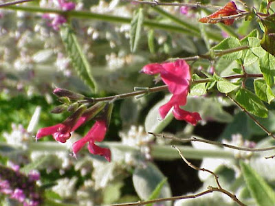 Sage