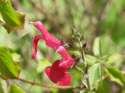 Sage