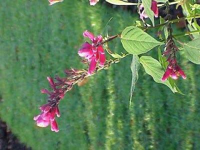 Sage