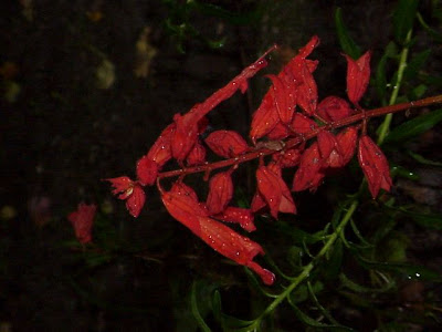 Bonfire salvia Bonfire salvia