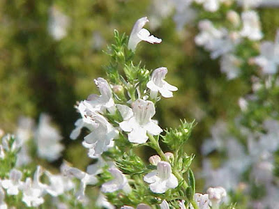 Satureja montana L.