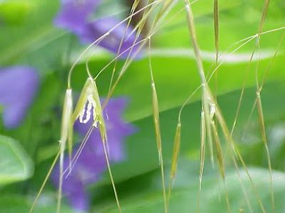 Golden Oats