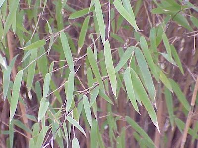 Hardy blue bamboo Hardy blue bamboo