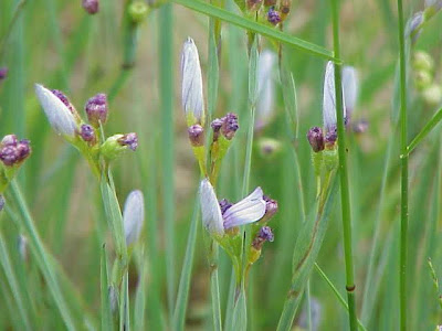 Strict blue-eyed-grass Strict blue-eyed-grass