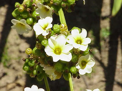 Pale Yellow Eyed Grass Pale Yellow Eyed Grass