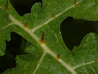 Dense-thorn bitter-apple Dense-thorn bitter-apple