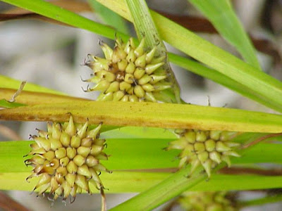 Simple-stem burr-reed Simple-stem burr-reed