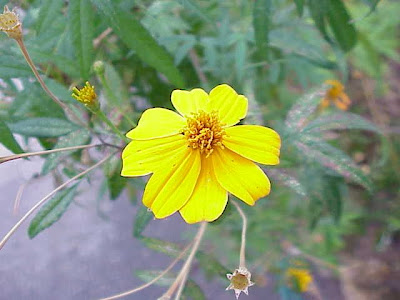 Tagetes lemmoni