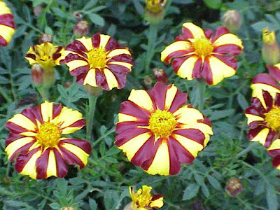French marigold