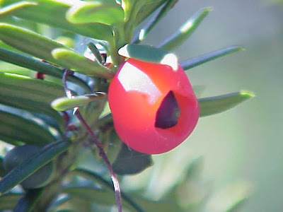 Japanese yew