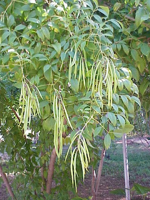 Ip�-amarelo-de-jardim