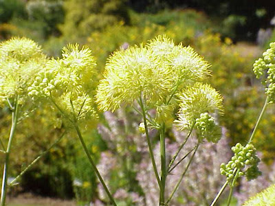 Thalictrum flavum L.