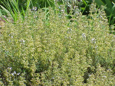 Farigoule
