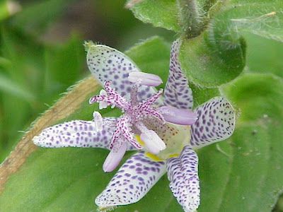 Japanese Toad Lily