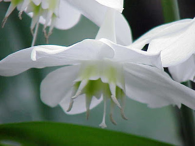 Urceolina grandiflora