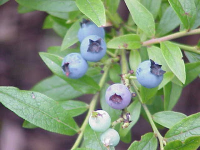 Vaccinium angustifolium,
blueberry,
late sweet blueberry,
low sweet blueberry,
lowbush blueberry,
sweethurts,
upland lowbush blueberry