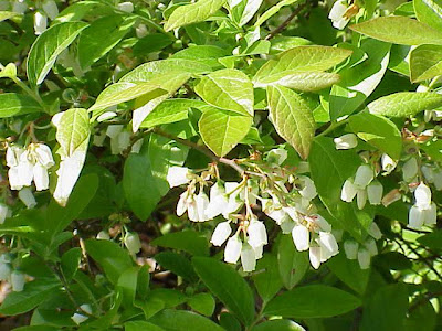 Vaccinium corymbosum,
airelle d'Am&eacute;rique,
American blueberry,
amerikanische Blueberry,
ar&aacute;ndano americano,
blueberry,
highbush blueberry,
swamp blueberry