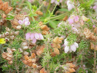 Vaccinium vitis-idaea,
alpine cranberry,
cowberry,
foxberry,
kokemomo,
lingberry,
lingen,
lingenberry,
lingon,
lingonberry,
Mirtillo rosso,
mountain cranberry,
northern mountain cranberry,
Preiselbeere,
Red Whortleberry