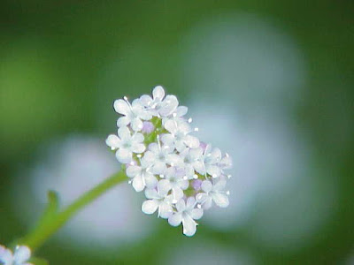Kr�nchen-Feldsalat