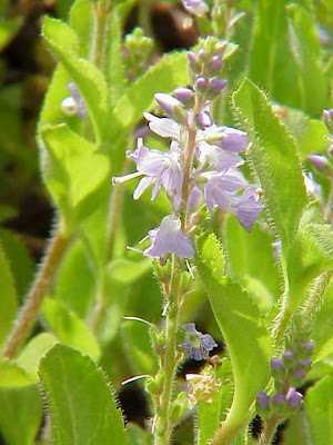 Gypsyweed