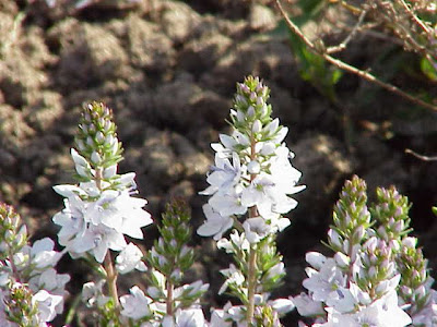 Corsican Speedwell Corsican Speedwell