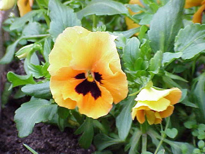 Field pansy