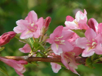 Weigela florida,
oldfashioned weigela,
Weigelia