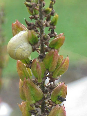 Black False Hellebore Black False Hellebore