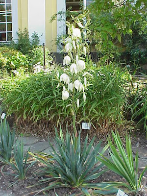 Yucca filamentosa,
Adam's needle,
Adam's-needle,
bear-grass,
f&auml;dige Palmlilie,
needle-palm,
silk-grass,
spoon-leaf yucca,
vela-de-pureza,
yuca,
Yucca