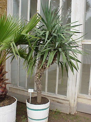 Yucca aloifolia,
aloe yucca,
bayonnette,
daggerplant,
graue Palmlilie,
Izote Kukil,
i&uacute;ca,
Jucca,
Spanish-bayonet,
Spanish-dagger,
yuca,
yucca