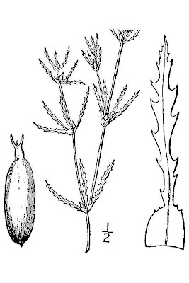 Najas marina,
holly-leaf naiad,
holly-leaf waternymph,
holly-leaved waternymph,
marine naiad,
Ranocchia maggiore,
spiny naiad,
spiny waternymph,
spiny-leaf naiad