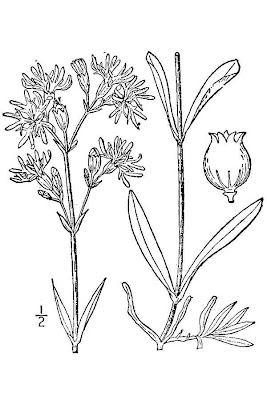 Crotonella Fior di cuculo Crotonella Fior di cuculo