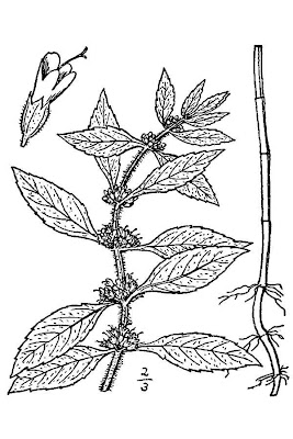 Mentha arvensis L. subhyb. veronensis Lebeau
