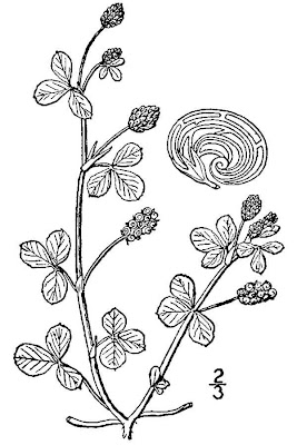 Erba medica lupulina