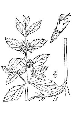 Mentha arvensis L. subhyb. veronensis Lebeau