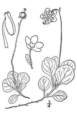 One-flower wintergreen One-flower wintergreen