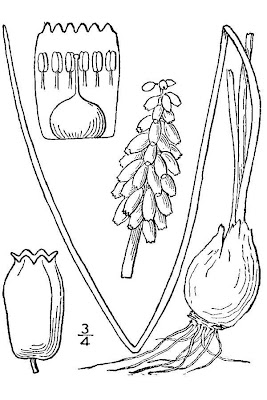 Grape-hyacinth