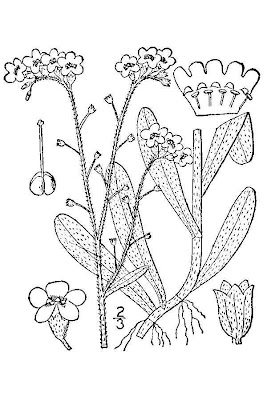 Broad Leaved Forget Me Not Broad Leaved Forget Me Not