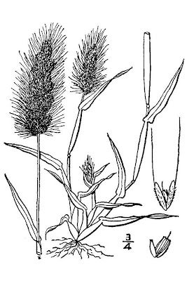 Pajilla
