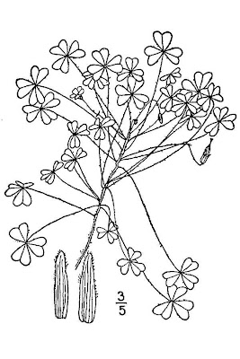 Dillen's oxalis Dillen's oxalis