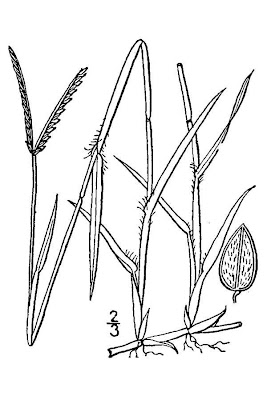 Water Finger Grass
