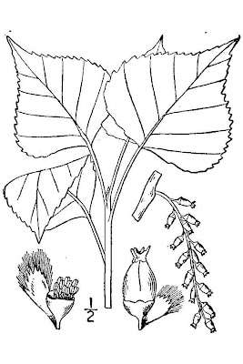 Black cottonwood Black cottonwood
