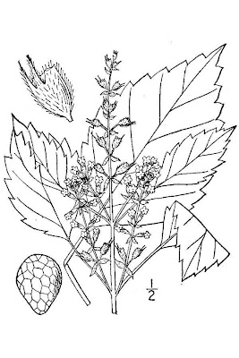Perilla frutescens (L.) Britton