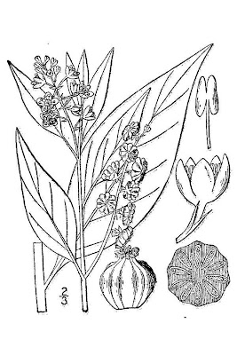 Fitolaca