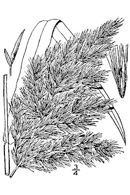 Common reed Common reed