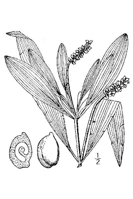 Alpine pondweed Alpine pondweed