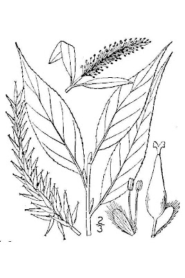 Crack willow Crack willow