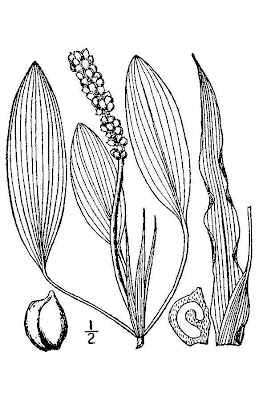 Brasca nodosa Brasca nodosa