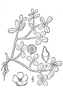 Verdolaga