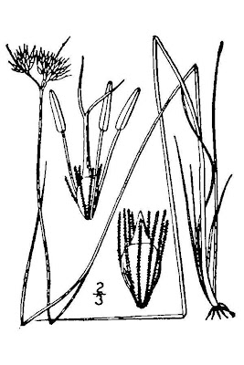 Rhynchospora alba (L.) Vahl